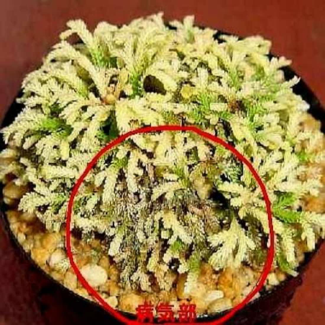 発病初期の紫金襴