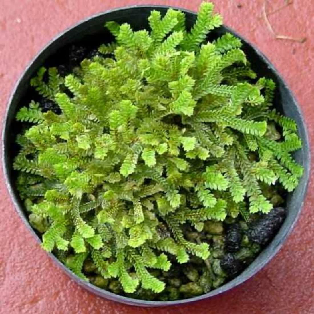 完全に侵された白晃麒麟
