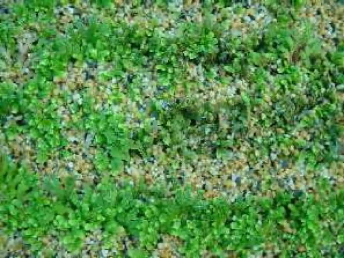 挿し芽と管理の実例