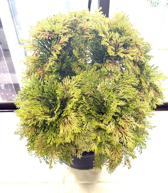斜め上から鉢ごと全体を写した例